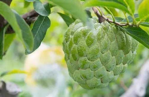 释迦果是什么植物(释迦果的简介)