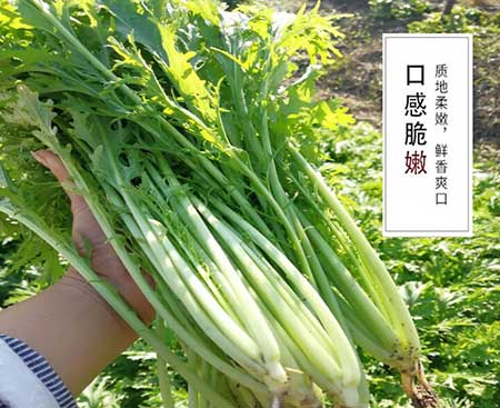 雪菜是什么菜，雪菜简介