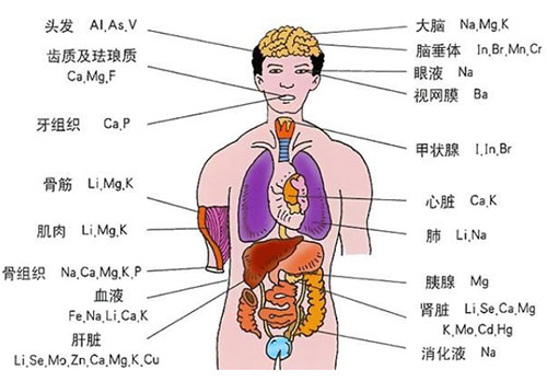 人体内脏器官位置分图布