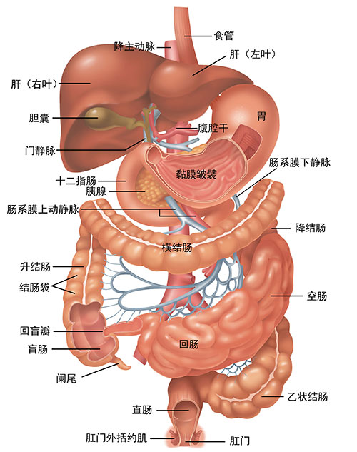 人体内脏器官位置分图布