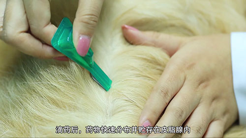 宠物驱虫药怎么使用